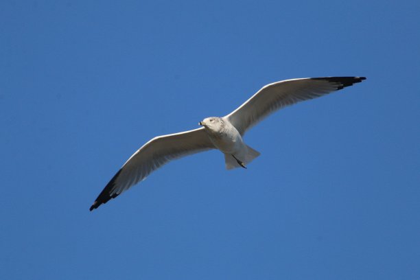 一个腿海鸥图片下载