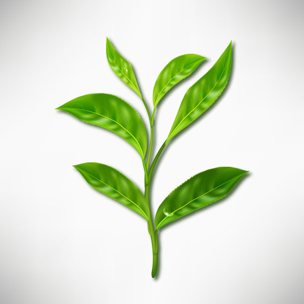 逼真的绿叶绿茶。矢量3d插图上的白色背景。图片下载