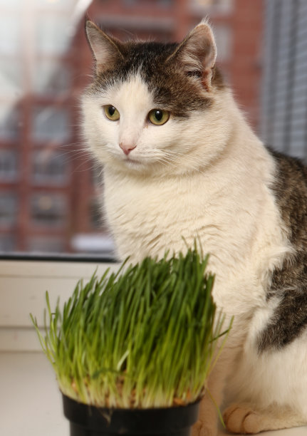猫与盆栽植物绿燕麦草图片下载