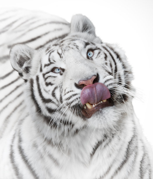 饥饿的老虎图片下载