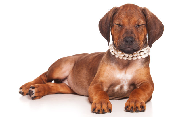 红毛小狗脊背犬和白色念珠(白色上孤立)图片下载