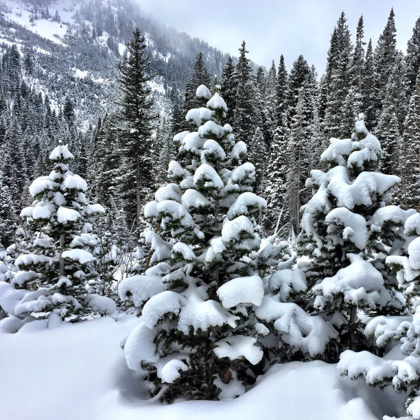 树木被刚下过的雪所覆盖图片下载