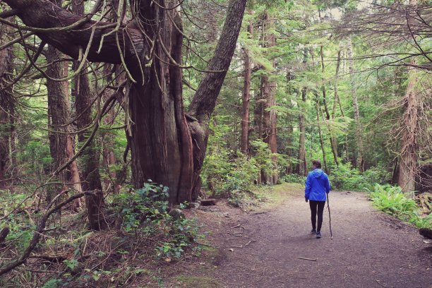 穿着雨衣的女子徒步旅行路线，奥林匹克国家公园，华盛顿森林图片下载