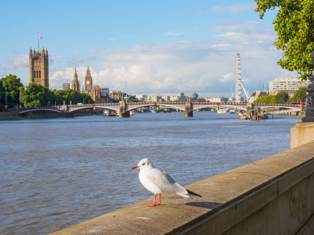 一个阳光明媚的下午，英国伦敦，泰晤士河堤岸上的海鸥，背景是大本钟、国会大厦和伦敦眼。图片下载