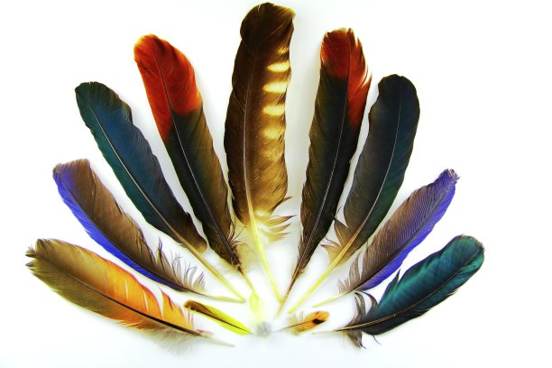 巴西鸟的羽毛收藏图片下载