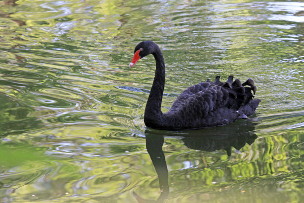 动物园湖中优雅的天鹅图片下载