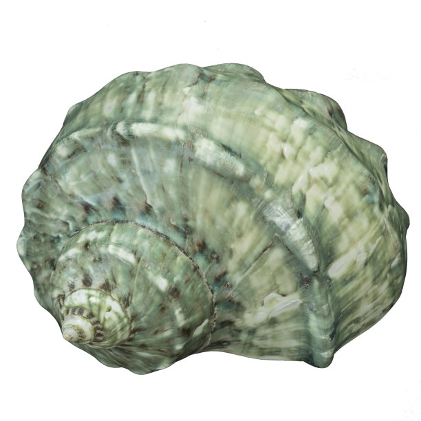 绿色的绿松石贝壳孤立在白色背景和修剪路径。图片下载