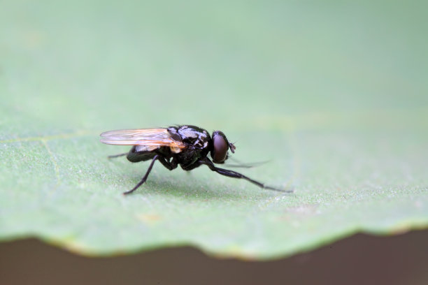 在野生植物上的苍蝇和昆虫图片下载