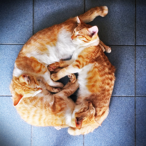 睡觉的猫图片下载