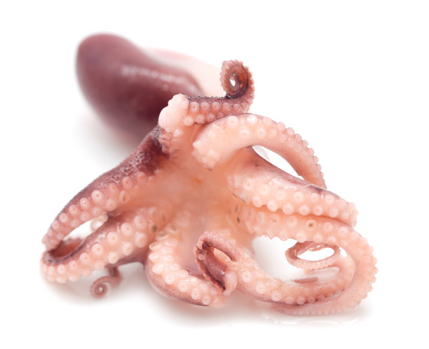 白色背景上的章鱼。特写镜头图片下载