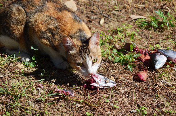 饥饿的野猫正要吃鱼图片下载