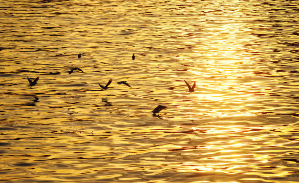 海鸥在日落时飞过水面图片下载