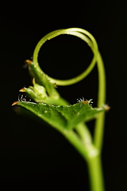 圆形冬瓜，黑色背景(垂直)图片下载