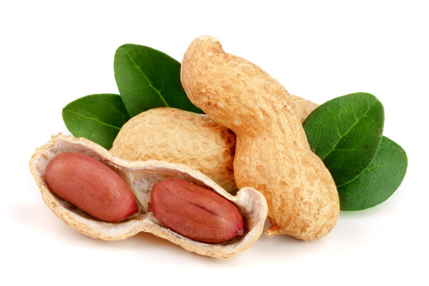 叶孤立在白色背景上的花生图片下载