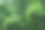 翠绿的竹叶在薄雾中图片下载