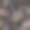 用野玫瑰绣无缝图案，忘了我不是花。素材图片