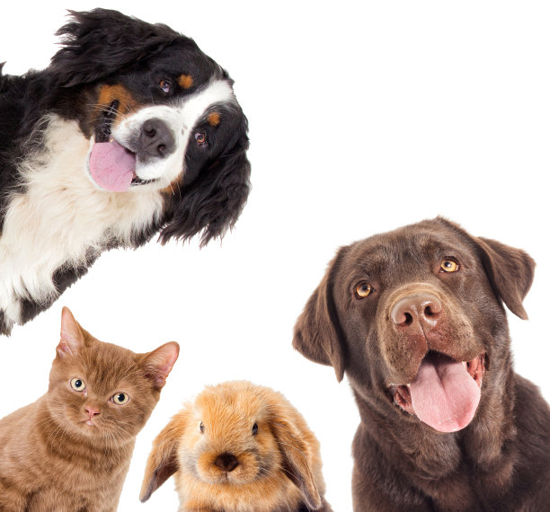 棕色拉布拉多犬，一只小猫和一只兔子图片下载