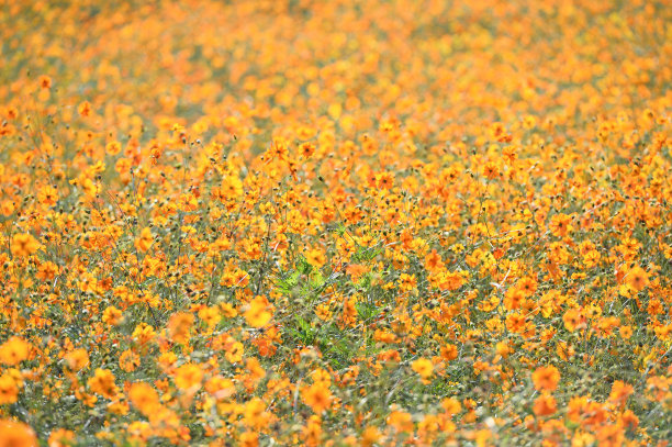 黄色的宇宙花图片下载