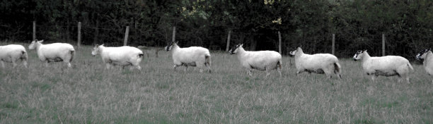 在baaaabers排队图片下载