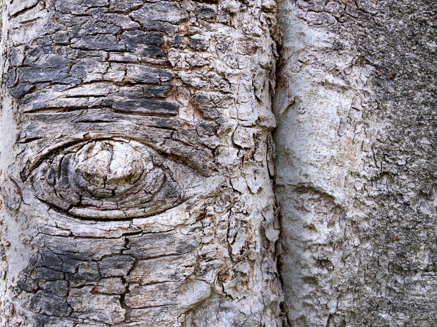 从里面看-眼睛形状的树皮图片下载