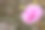 五月花在秋天的绿色公园背景上缓缓升起素材图片