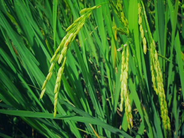 田里的水稻穗来自泰国图片下载