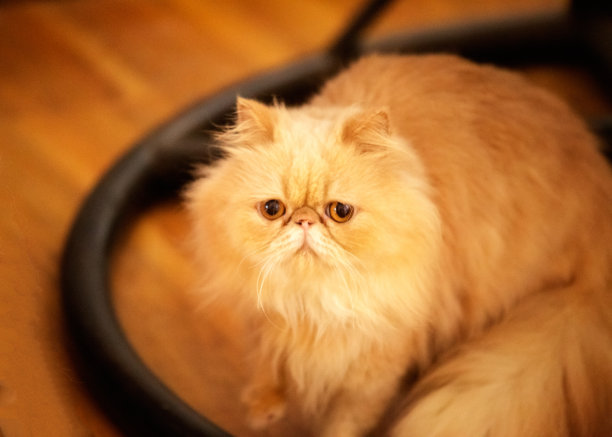 加菲猫猫图片下载