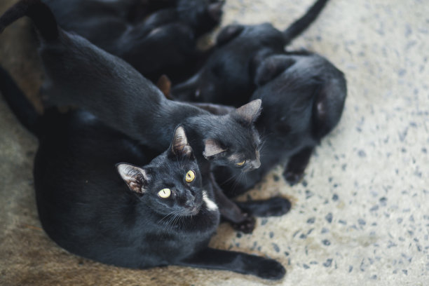 黑色的猫图片下载