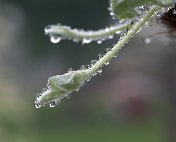 葡萄藤形状像狗头与露珠图片下载