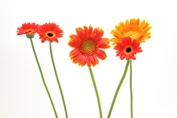白色背景中的德兰士瓦雏菊素材图片