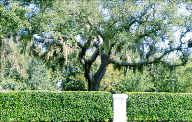 古老雄伟的橡树西班牙苔藓悬挂在树枝上图片下载