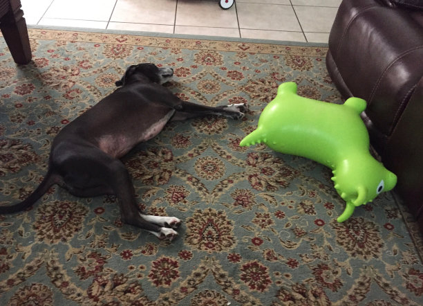 狗在地板上休息图片下载