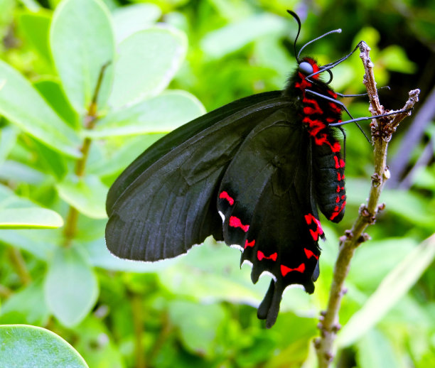 黑蝴蝶。图片下载