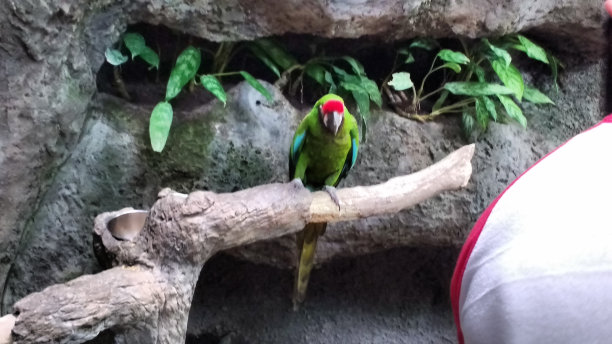 从灭绝中幸存下来图片下载