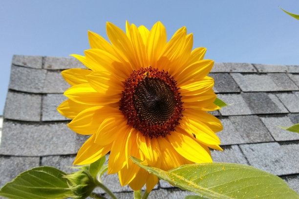 站在高图片下载