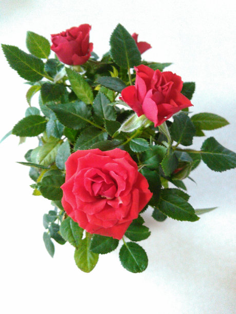 母亲节图片下载