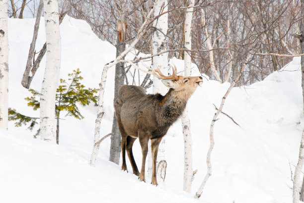 日本北海道知底子，雪中梅花亲爱的吃枝图片下载