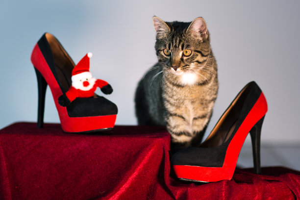 尼古拉女士。图片下载