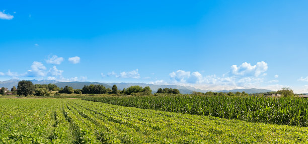 大豆。农业景观。图片下载