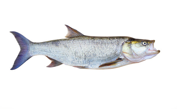 Asp鱼- Aspius Aspius。图片下载