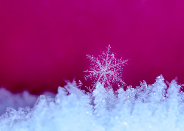 天然雪花上的雪花图片下载