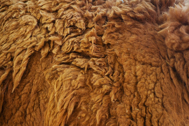 一种羊毛动物喇嘛的纹理图片下载