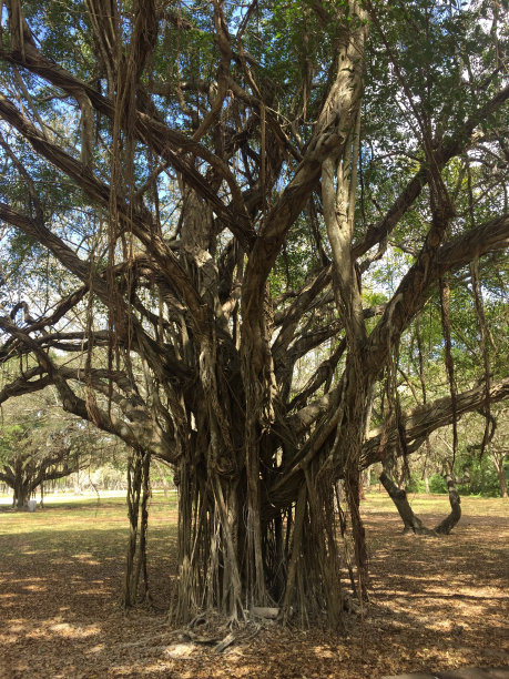 独特的树图片下载