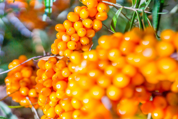 阿古西耶，海湾图片下载