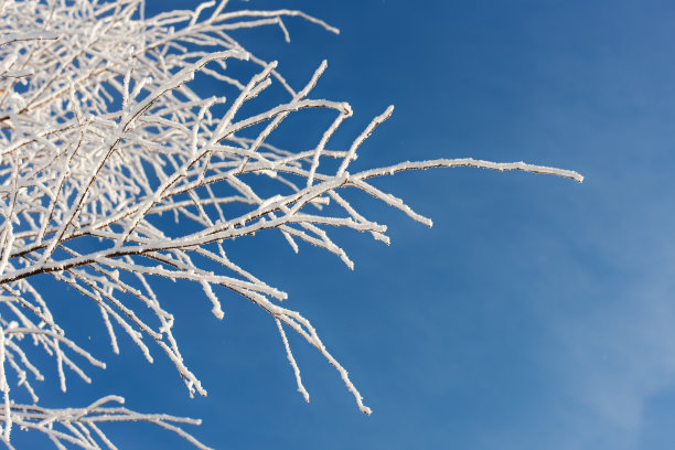 树枝上结霜图片下载
