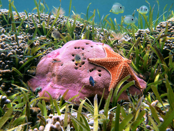 硬珊瑚和海星图片下载