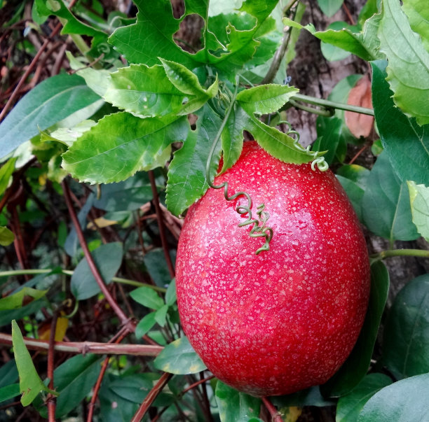 百香果红色。图片下载