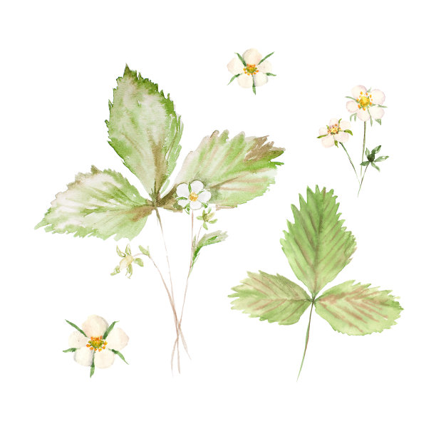 植物水彩插图素描草莓花和绿叶孤立绘制草药在白色的背景图片下载