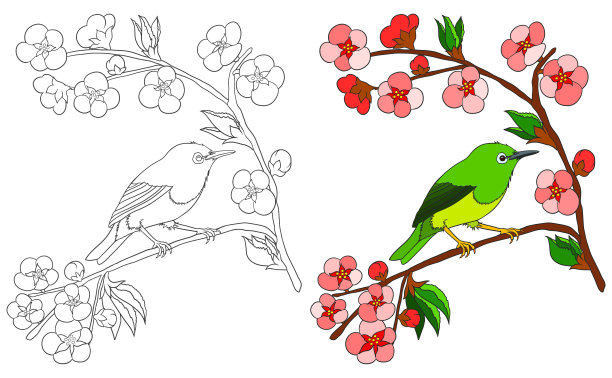 鸟类着色书孤立白色与彩色的例子。日本白眼鸟坐在盛开着粉红色花朵的樱花枝上。图片下载