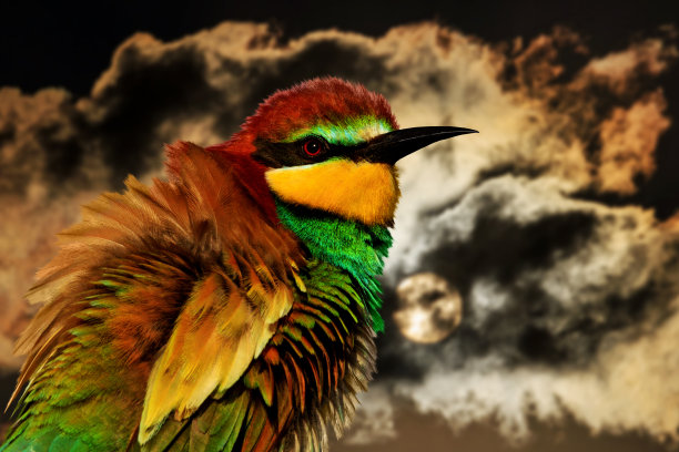 在寒冷的天空和云彩的背景上有彩色羽毛的鸟图片下载